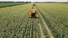 颗粒归仓 甘肃农垦稳住粮食平安“压舱石